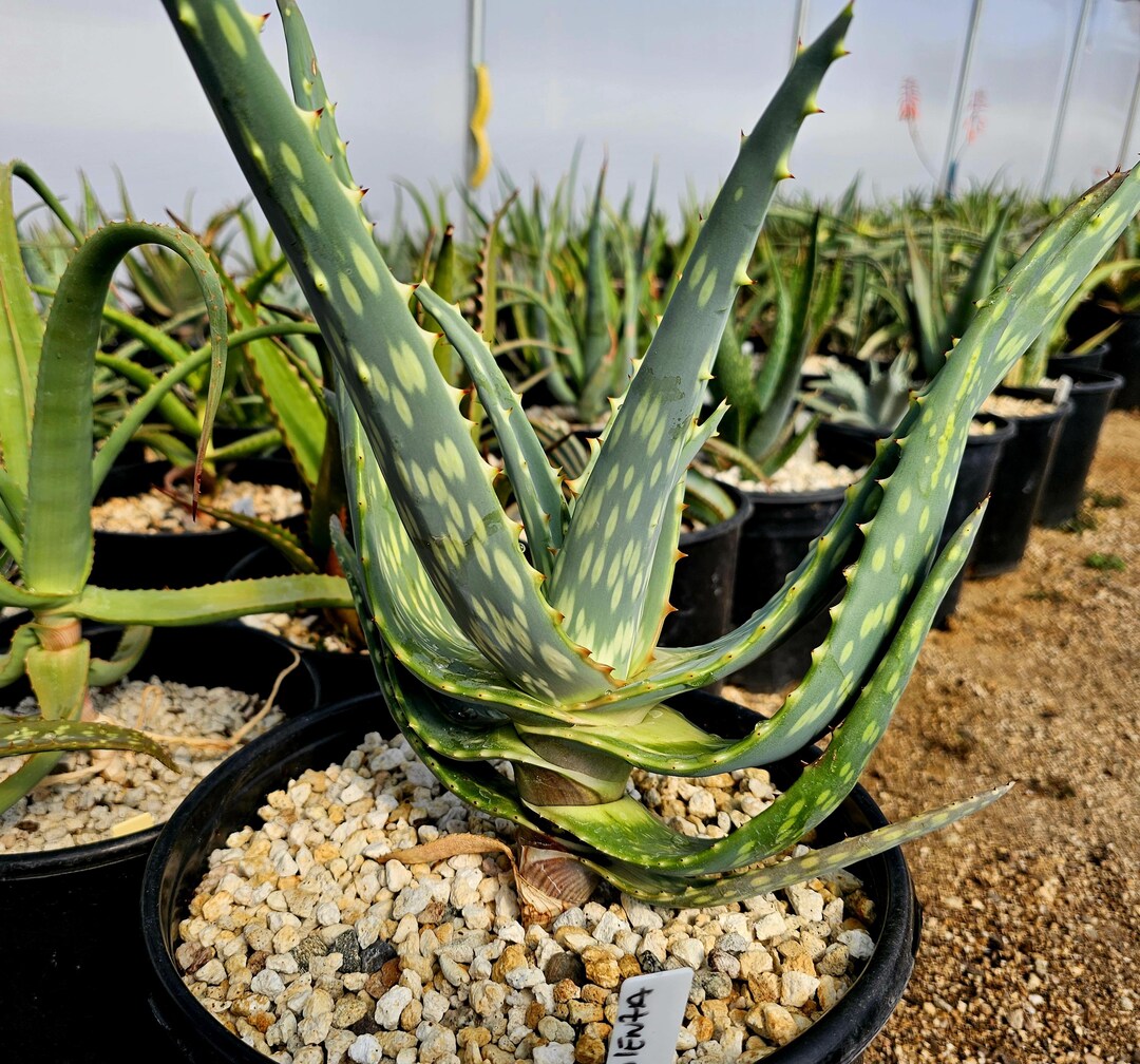 aloe vera haare erfahrungen Sanfte & Reizfreie Haarentfernung ohne Rtungen  NaturGut
