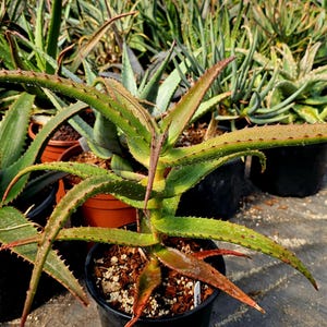 2g Aloe Dichotoma Hybrid: Heat Tolerant Tree Aloe - Etsy