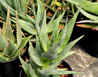 aloe vera gel für mundschleimhaut Golden Heart Aloe Vera Mundspülung – 500 ml, 80 % Aloe Vera, beruhigend und  fluoridfrei — Landkaufhaus Mayer main image 0
