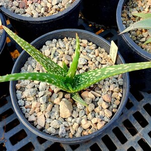 1g Aloe Trichosantha subsp. Longiflora.This aloe gets large,and the subspecies longiflora gets longer reddish wooly covered blooms.Top shelf image 5