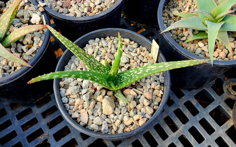 1g Aloe Trichosantha subsp. Longiflora.This aloe gets large,and the subspecies longiflora gets longer reddish wooly covered blooms.Top shelf image 5