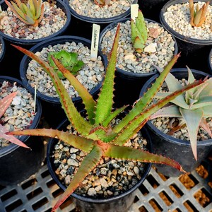 1g Aloe Rupestris. These are tree aloes from South Africa. These get beautiful bottlebrush blooms. Very cold hardy,tested to 27 at CR image 6