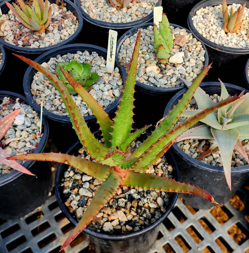 1g Aloe Rupestris. These are tree aloes from South Africa. These get beautiful bottlebrush blooms. Very cold hardy,tested to 27 at CR image 6