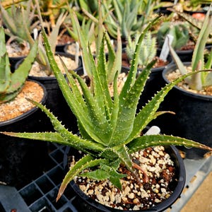 Aloe Humilis - Etsy