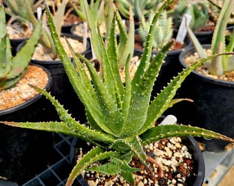 1g Aloe Comosa Plant, Clanwilliam Aloe - South African Seed Grown - Etsy