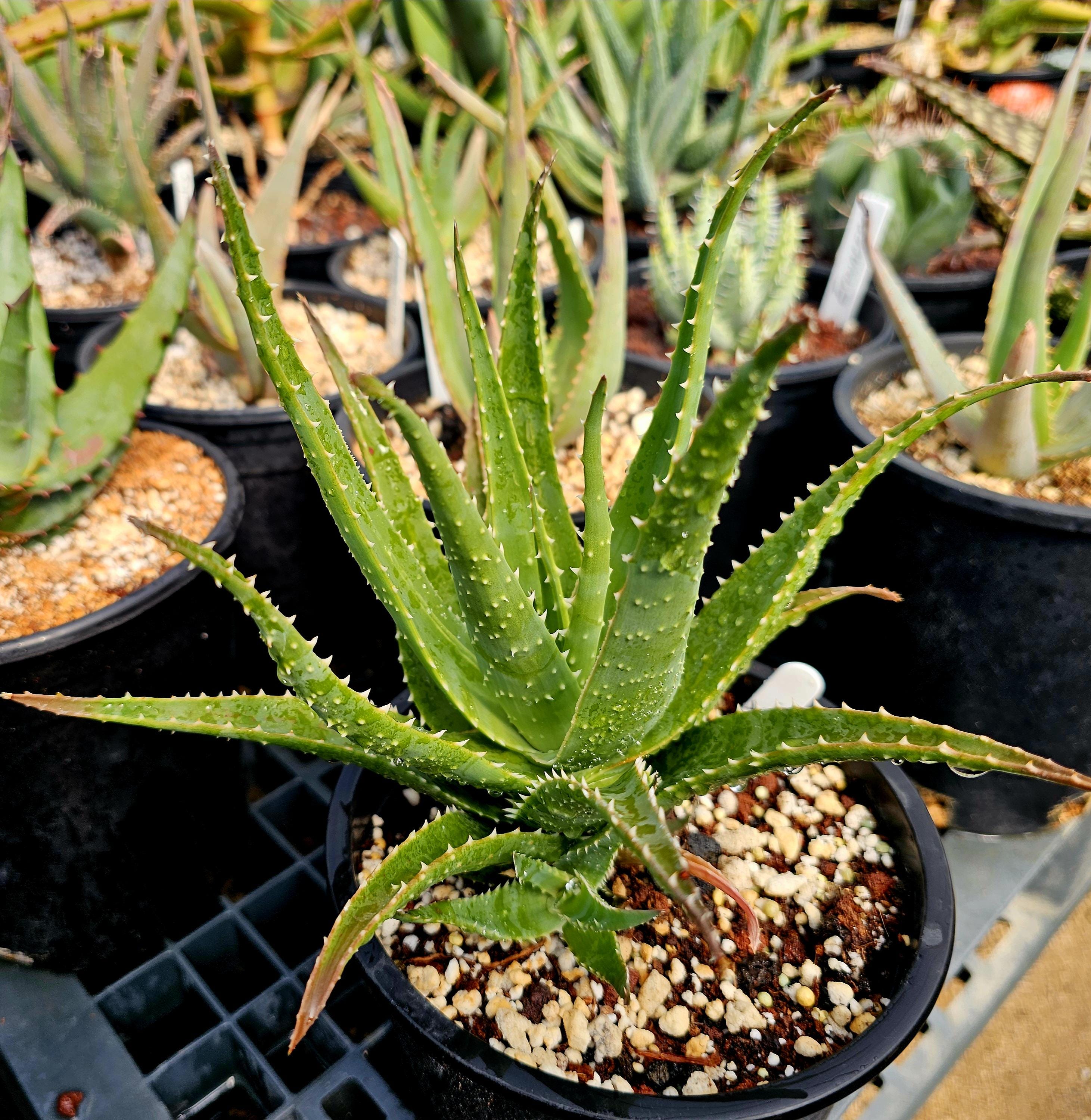 Madagascar Aloe - Etsy