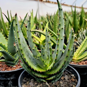 aloe vera faith in nature Superfood Market - Faith In Nature | Body Wash - Aloe Vera main image 0