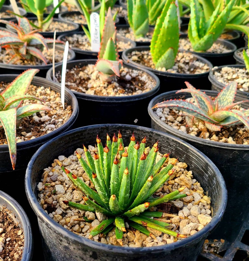 Rare 1g Agave Albopilosa top shelf plant. Highly sought