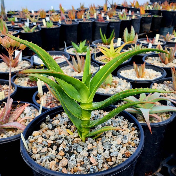 2g. Aloe Thraskii, gorgeous tree aloes from South Africa. Gorgeous bloomer, these are seed grown Thraski from African seed stock. Top shelf