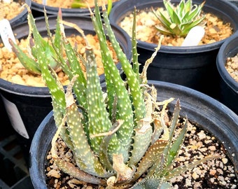 1g Aloe Humilis cluster. These are purebred humilis. Highly sought after aloe.