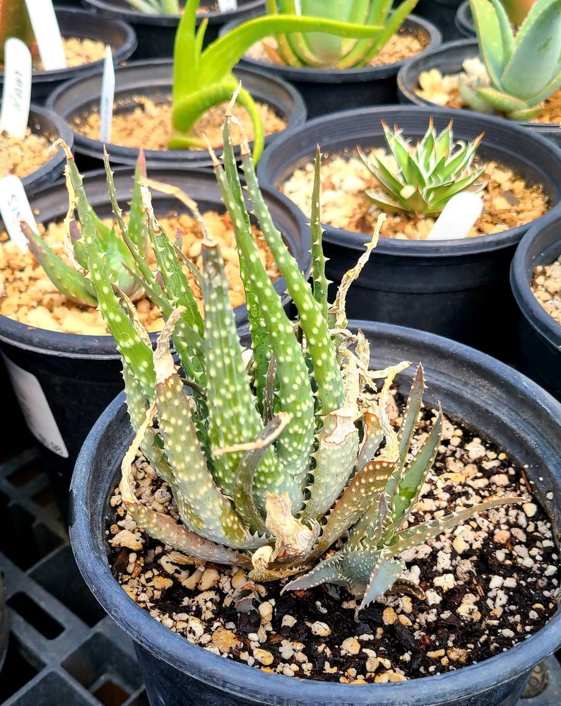 1g Aloe Humilis cluster. These are purebred humilis. Highly sought after aloe. image 1