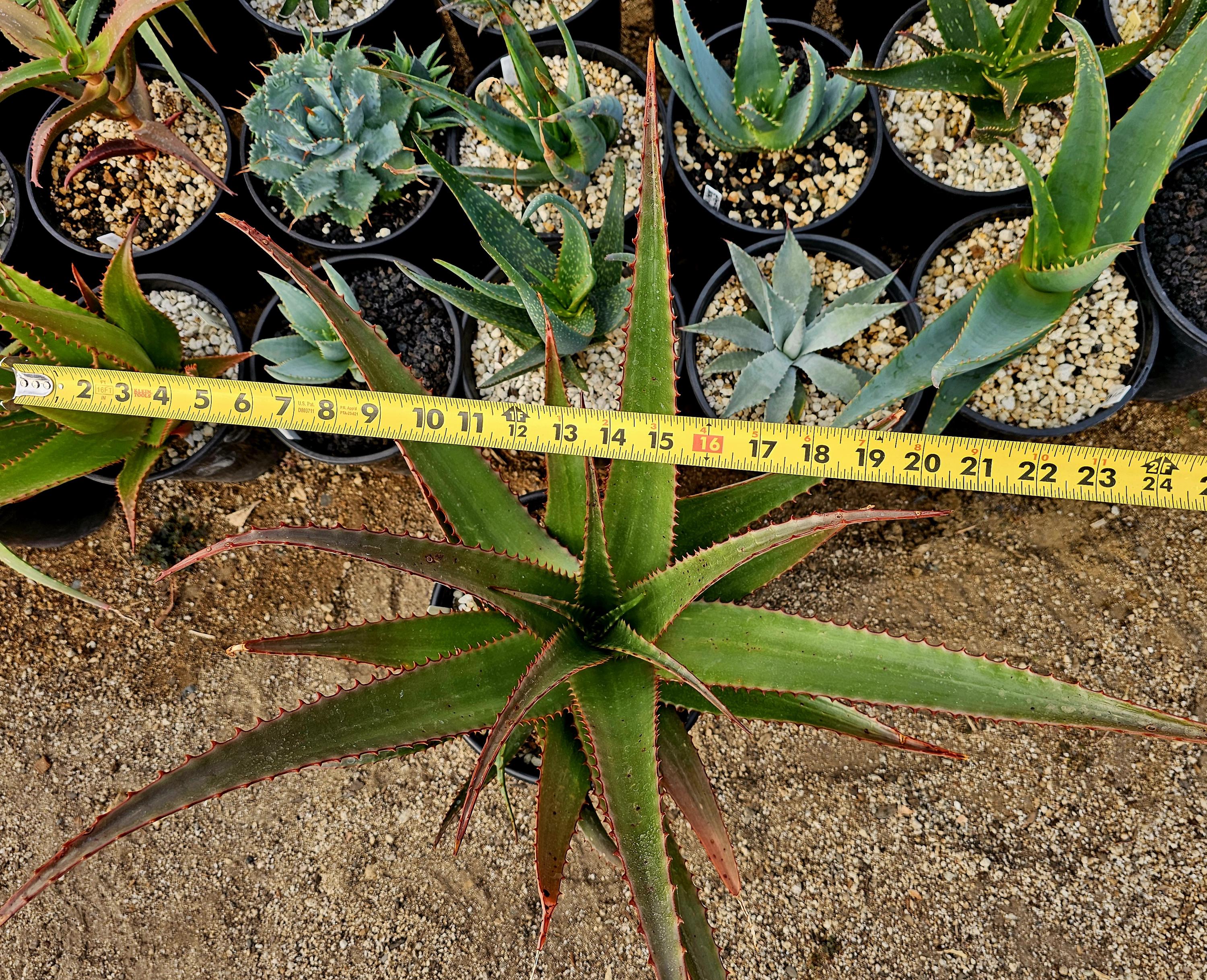 5g Aloe Butiabana Specimen: Western Uganda Rare Aloe, Red Blooms