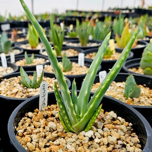 Seed grown 1g Aloe Esculenta, a rarely seen aloe of Angola. Gorgeous bloomers, stunning foliage, must have aloe for the collector. Top shelf image 1