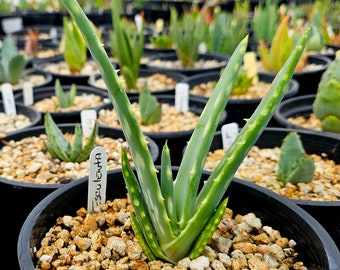 Seed grown 1g Aloe Esculenta, a rarely seen aloe of Angola. Gorgeous bloomers, stunning foliage, must have aloe for the collector. Top shelf