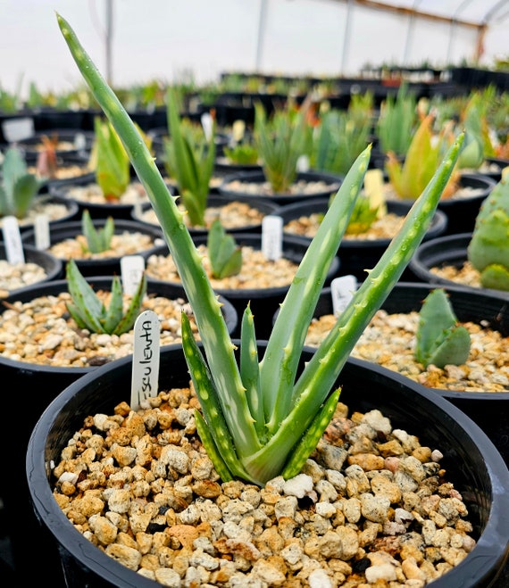 aloe capsules Aloe Vera