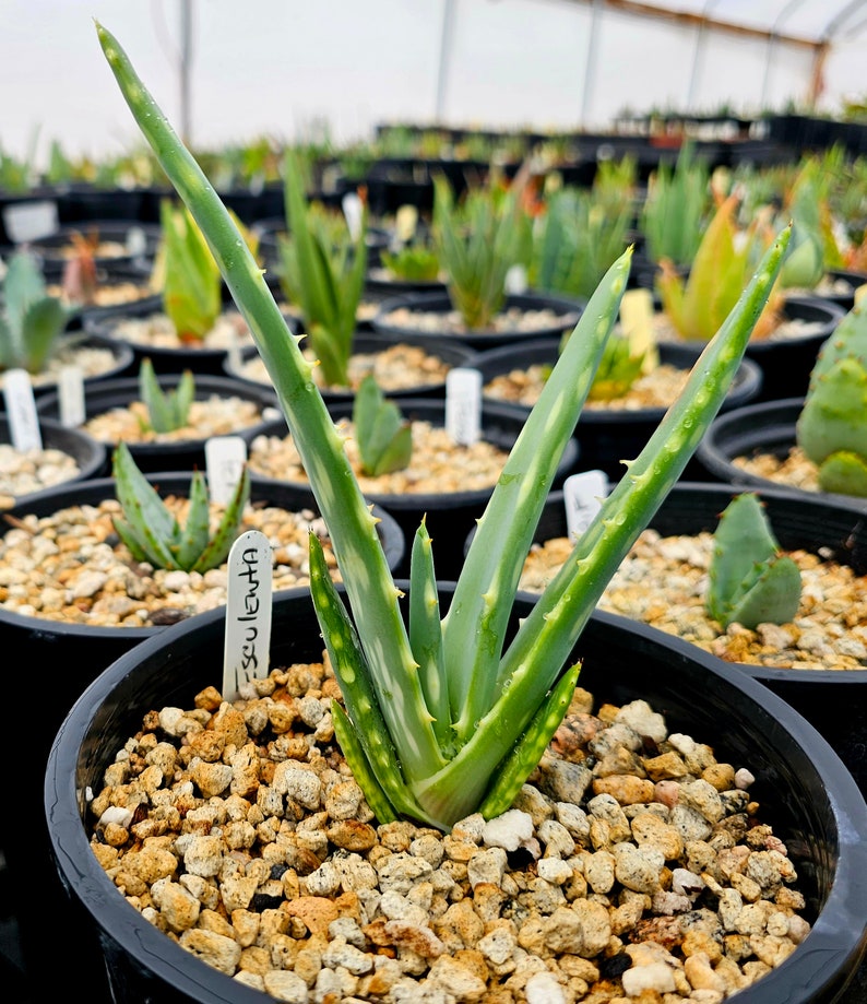 Seed grown 1g Aloe Esculenta, a rarely seen aloe of Angola. Gorgeous bloomers, stunning foliage, must have aloe for the collector. Top shelf image 1