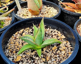 Sm. 1g Agave Purpusorum. These are medium sized, offsetting agaves. Ours our seed grown and top shelf. A must have for the agave collector.