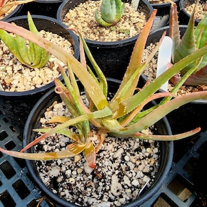 1g rare Aloe Diolii,these are from Central to North Africa/Sudan,mother plant. Branched pale red/ pinkish flowers.Top shelf. Limited release