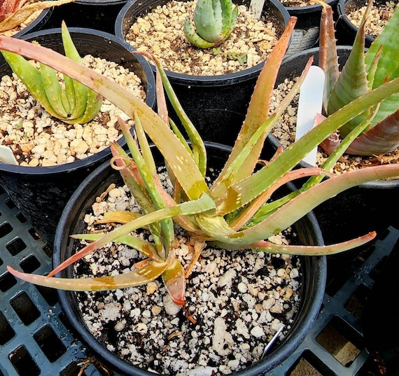 1g Rare Aloe Diolii: Branched Succulent, Red/pink Flowers - Etsy
