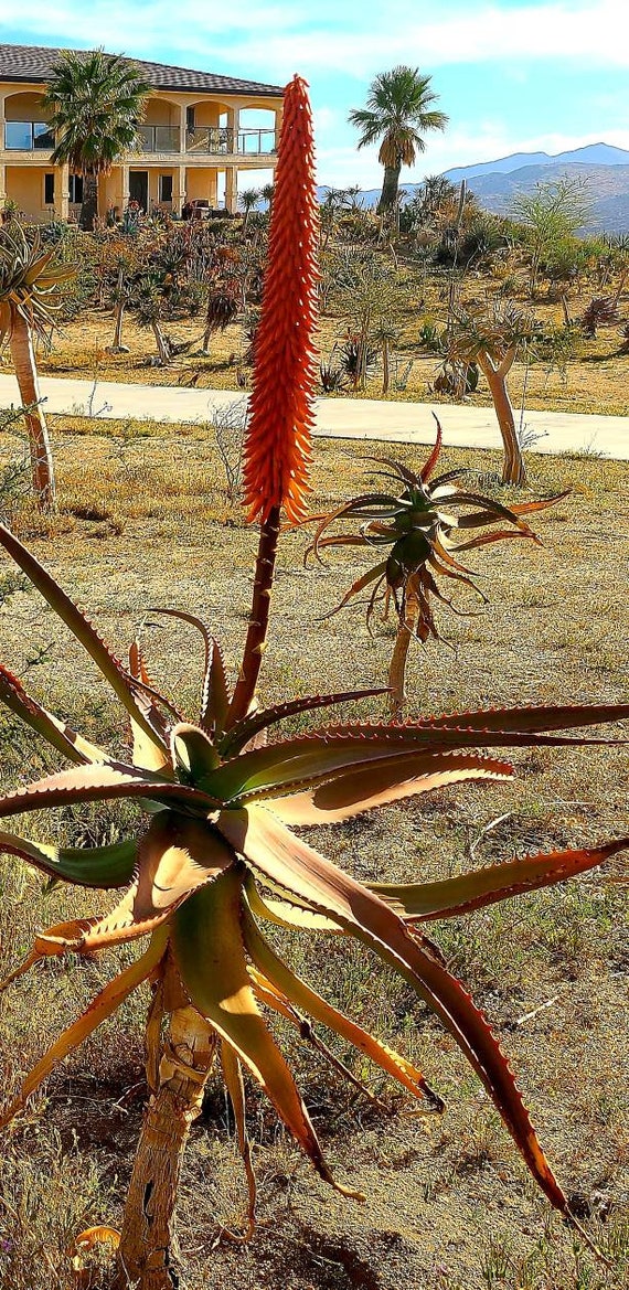 aloe vera blte selten Aloe vera
