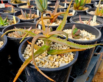 1g rare Aloe Kulalensis L.E. Newton, aka Mount Kulal Aloe. Very rarely seen in cultivation. Must have aloe for the collector!