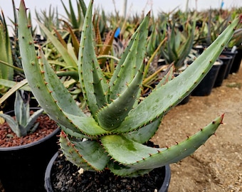 aloe vera rescue gel amazon Oasis AHA Body Spray