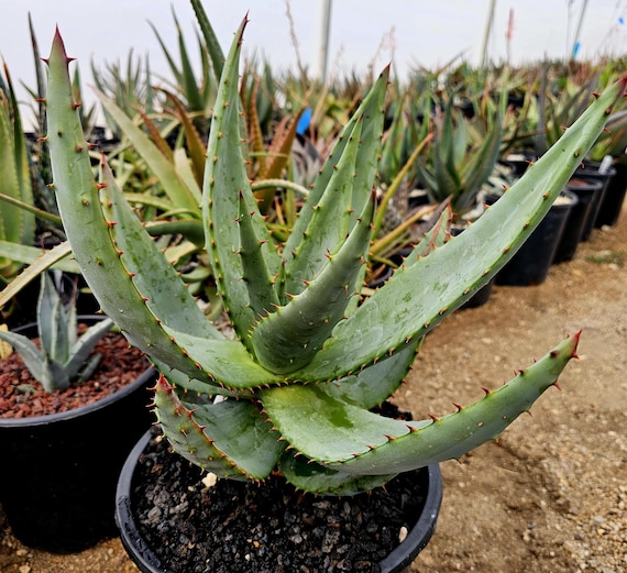 5g Aloe Excelsa: Rare South African Tree Aloe, Seed Grown - Etsy