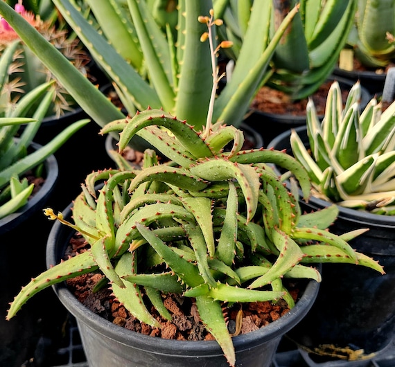100 aloe vera shampoo Aloe Vera Gel 16fl oz main image 0