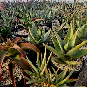 May include: A close-up view of a variety of potted succulent plants, including aloe vera, in a greenhouse setting. The plants are arranged in rows and are in various stages of growth.