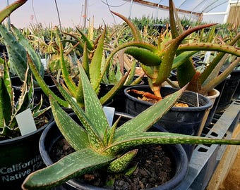 Lg. 1g Gasteraloe cv 'Emmy' Hybrid, Hardy Gasteria Plant