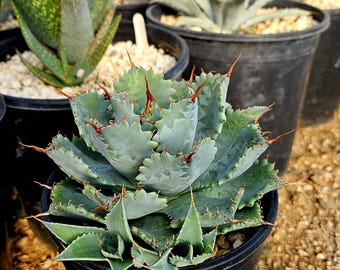 Agave Titanota 'caesar' - アガベ チタノタ “シーザー” - 凱撒嚴龍