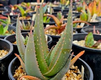 New Circadian Rhythm hybrid 1g Aloe Falcata x Amudatensis v. Amudatensis. Gorgeous foliage, beautiful blooms,cold hardy to 27,pest resistant