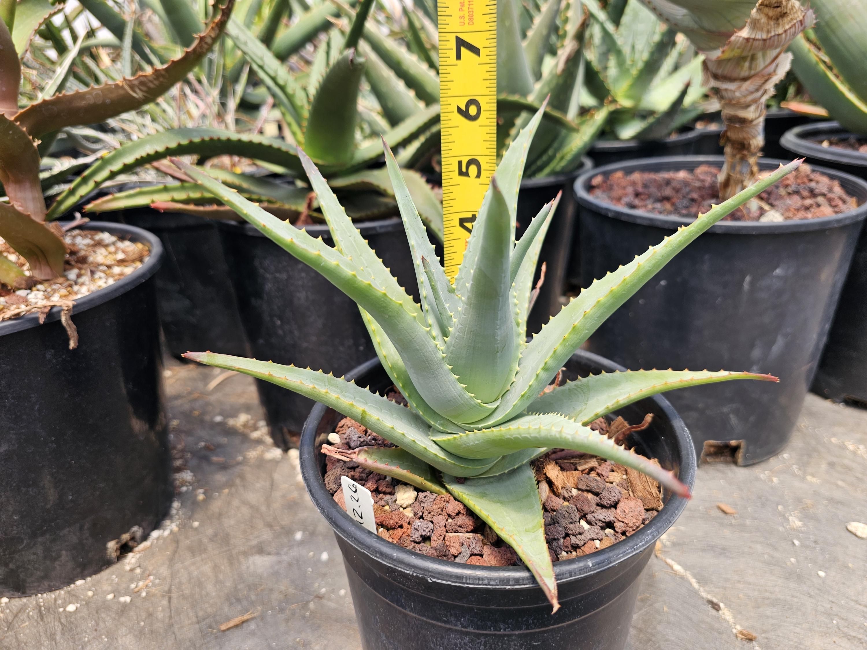 Limited Release 1g Aloe Lineata Muirii Hybrid. Cold Hardy to Mid 20s ...