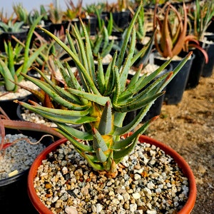 3g Aloe Ramosissima with 4 heads. Seed grown from South African seed stock. Unique elongated trunk version, top shelf.