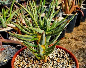 3g Aloe Ramosissima with 4 heads. Seed grown from South African seed stock. Unique elongated trunk version, top shelf.