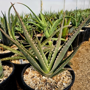 aloe vera gesicht anwendung CristinenMoor® Aloe Vera Gesichts Creme main image 1
