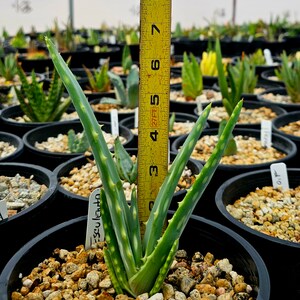 Seed grown 1g Aloe Esculenta, a rarely seen aloe of Angola. Gorgeous bloomers, stunning foliage, must have aloe for the collector. Top shelf image 7