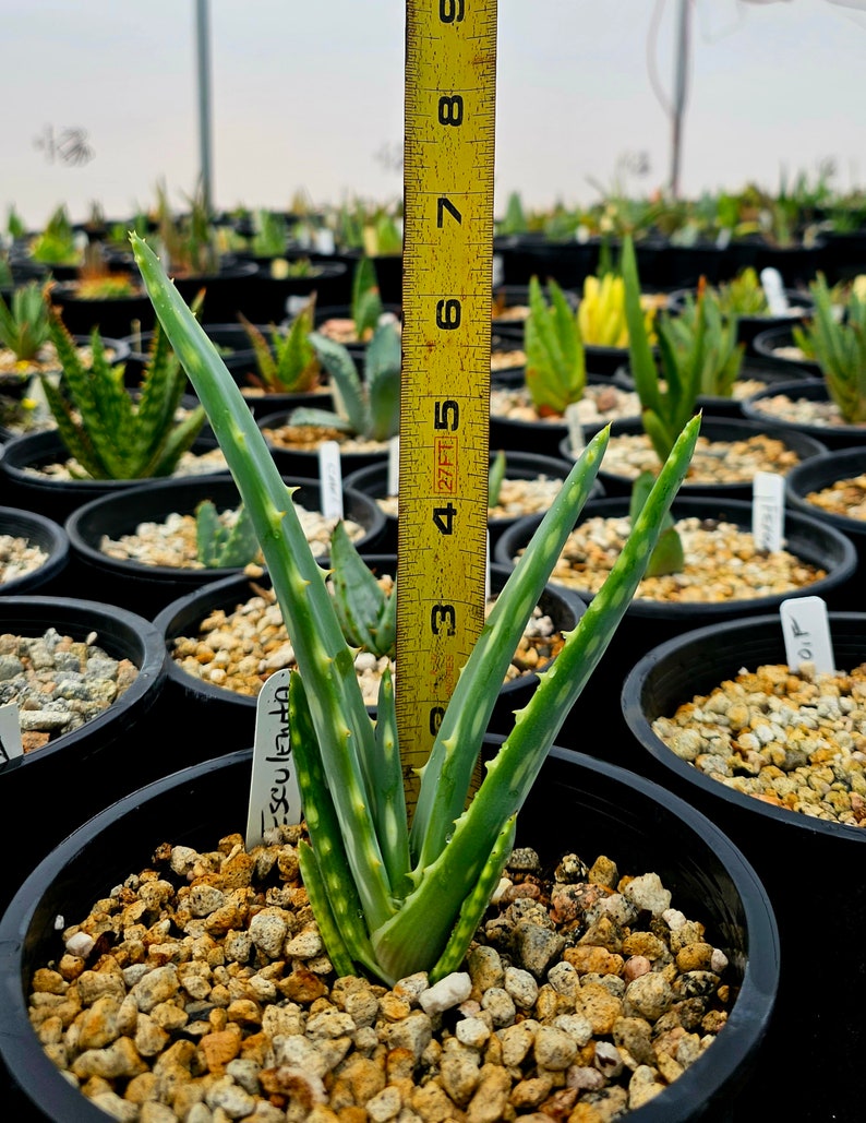 Seed grown 1g Aloe Esculenta, a rarely seen aloe of Angola. Gorgeous bloomers, stunning foliage, must have aloe for the collector. Top shelf image 7