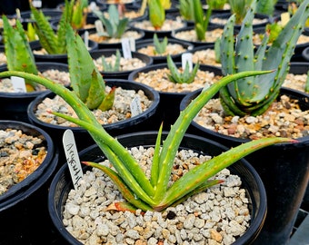 Rare 1g Aloe Argentifolia. Newly described aloe from Mozambique. These are seed grown plants grown in Circadian Rhythm Greenhouses.