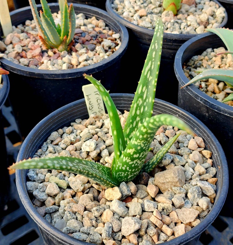 1g Aloe Trichosantha subsp. Longiflora.This aloe gets large,and the subspecies longiflora gets longer reddish wooly covered blooms.Top shelf image 6