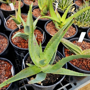 Aloe Macroclada Plant - Etsy