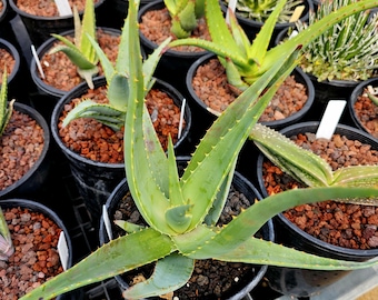 5g Aloe Butiabana Specimen: Western Uganda Rare Aloe, Red Blooms