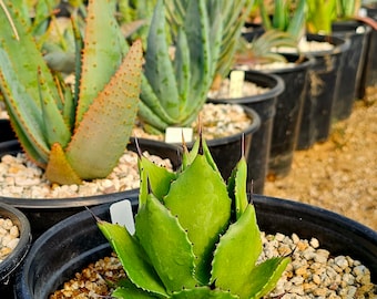 2g Agave Magnifica,seed grown at Circadian Rhythm, top shelf. Magnifica is rarely seen in gardens.A must-have for the agave collector.