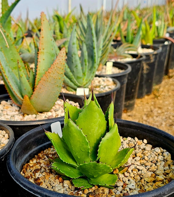 2g Agave Magnifica: Seed Grown Rare Collector Succulent - Etsy 2g Agave Magnifica: Seed Grown Rare Collector Succulent - Etsy