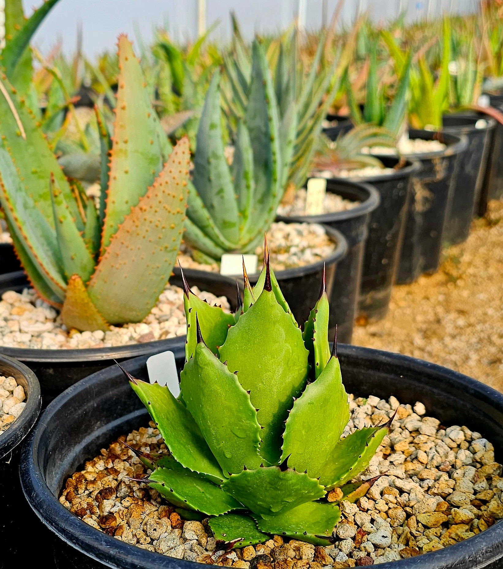 REZA産】活着 イラン株 アガベ ノヴァ NOVA ② と*ん様 週末