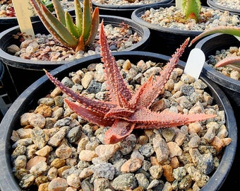 1g Aloe hybrid, 'Purple Haze' Gorgeous foliage color and teeth. Top shelf hybrid. Perfect for container gardens and in ground planting.