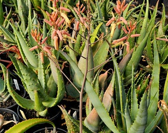 Aloe Peckii x Labworana Hybrid, Pink-Yellow Blooms (Large 1g)