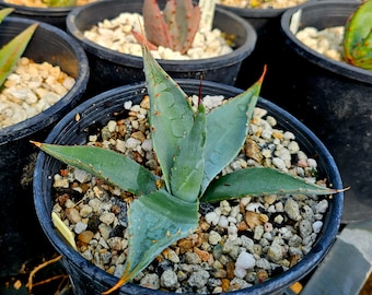 1g Agave Parryi var. huachucensis. Seed grown at Circadian Rhythm Greenhouses. Cold hardy to low 20s. Extremely hardy, forms large colonies.