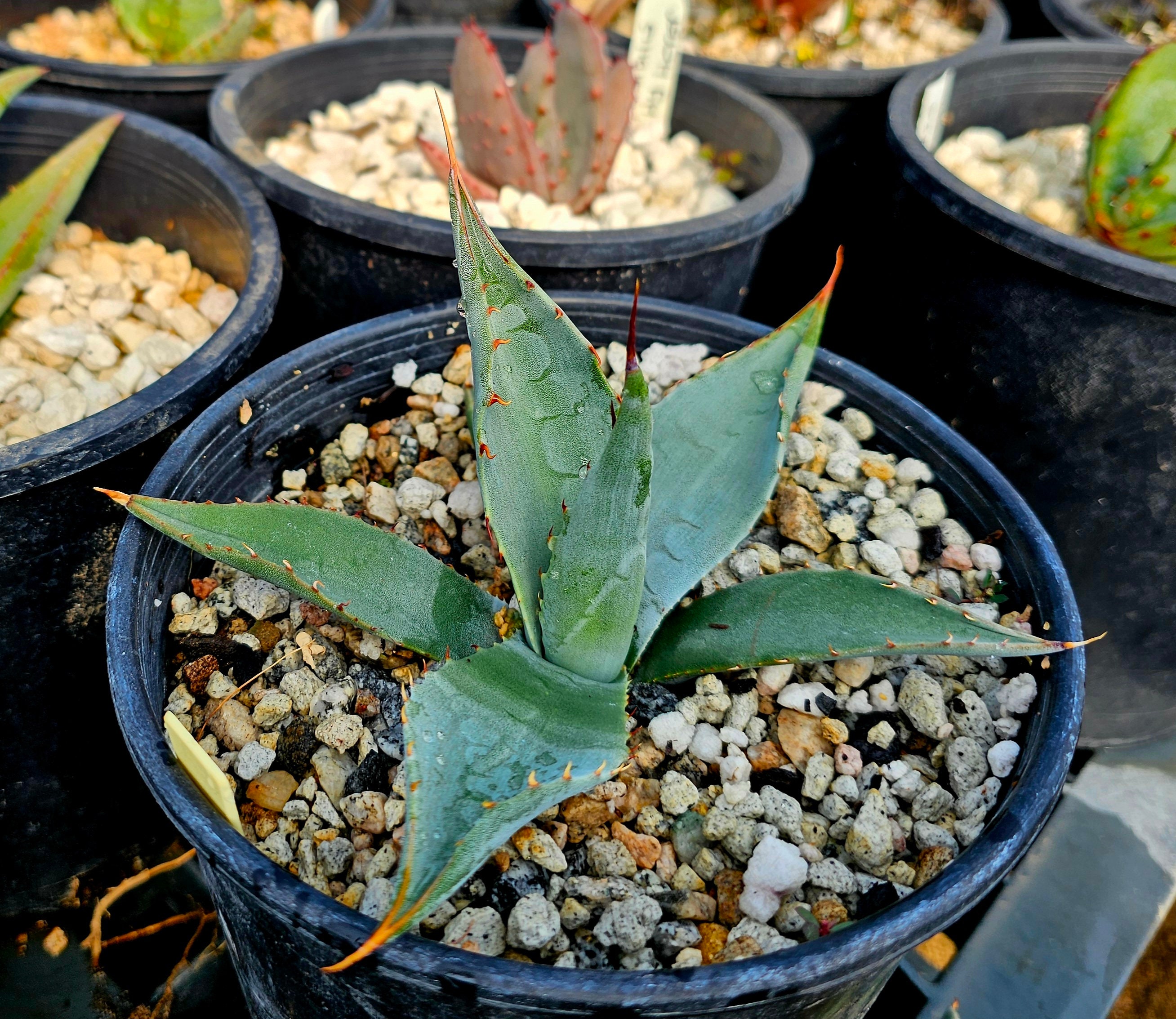 Agave Titanota Seed - Etsy Agave Titanota Seed - Etsy