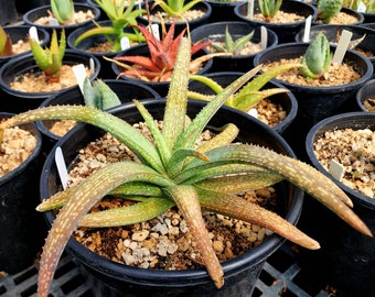 May include: A close-up of a potted succulent plant with long, pointed leaves. The leaves are green with brown tips and white spots. The plant is in a black plastic pot filled with soil. Other potted succulents are in the background.